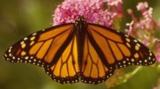 Monarch Butterfly