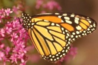 Monarch Butterfly