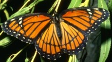 Viceroy Butterfly