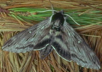 Apple Sphinx Moth