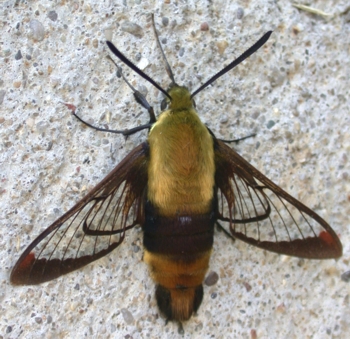 Hummingbird Clearwing