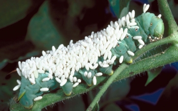 Parasitized Caroilna Sphinx Larva