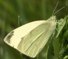 Cabbage Butterfly