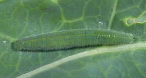 Imported Cabbageworm: a pierid caterpillar
