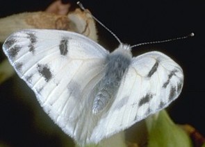 Checkered White