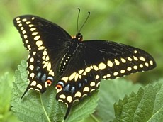 Black Swallowtail