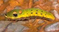 Spicebush Butterfly Caterpillar