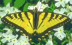 Eastern Tiger Swallowtail