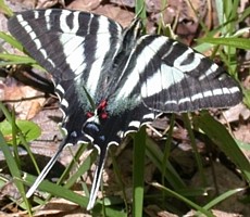 Zebra Swallowtail