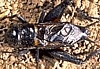 Field Cricket