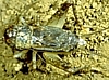 House Cricket
