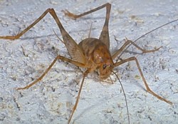 Camel Crickets (Cave Crickets)  Missouri Department of Conservation