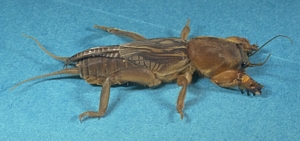 Mole Cricket