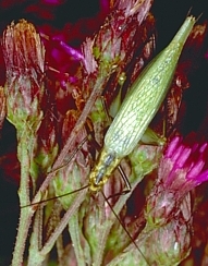 Tree Cricket