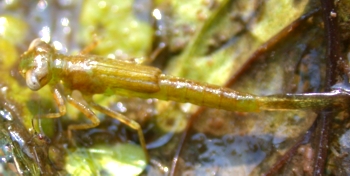 Damselfly Naiad