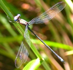 Spread-winged Damselfly