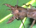 Dobsonfly