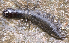 Dobsonfly Larva