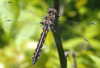 Baskettail, a type of Green-Eyed Skimmer