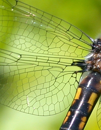 Wing of a Green-Eyed Skimmer