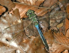 Green Darner