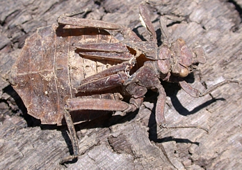 Shed skin of a dragonfly naiad, family Gomphidae