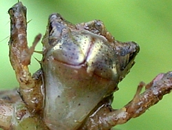 Jaws of a dragonfly naiad