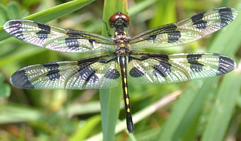 Male Whitetail Skimmer