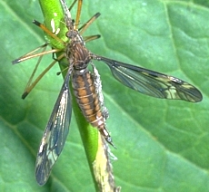 Tipula sp., female