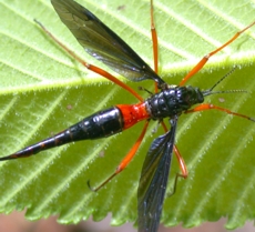 Ctenophora sp., female