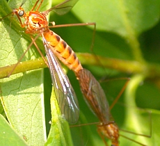 Nephrotoma sp., mating