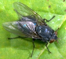 Blow Fly