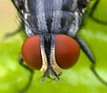 Flesh Fly