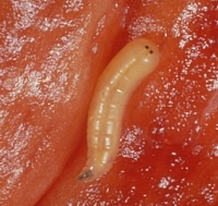 Blow fly larva: a typical maggot