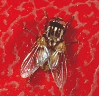 House Fly