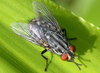 Flesh Fly