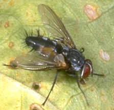 Tachinid Fly