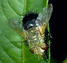 Tachinid Fly