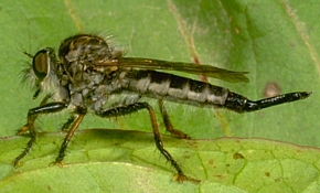 Bearded Robber 
              Fly