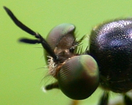 Robber fly eyes, with hollow space between