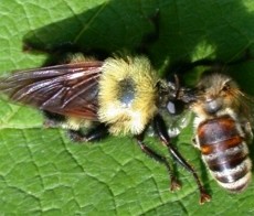 Bumble bee mimic, Laphria genus,