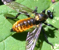 Robber Fly, Laphria genus