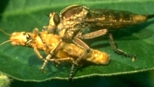 Robber Fly, feeding on a grasshopper