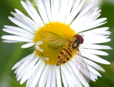 Hover Fly