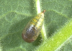 Flower fly pupa