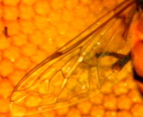 Flower fly wing, showing spurious vein