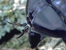 Horse fly Antennae