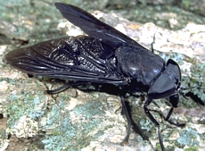 Black Horse Fly