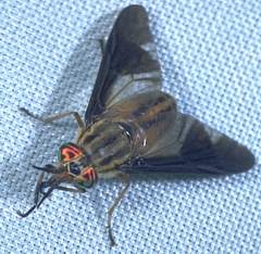 Deer Fly