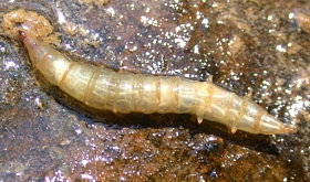 Horse Fly Larva